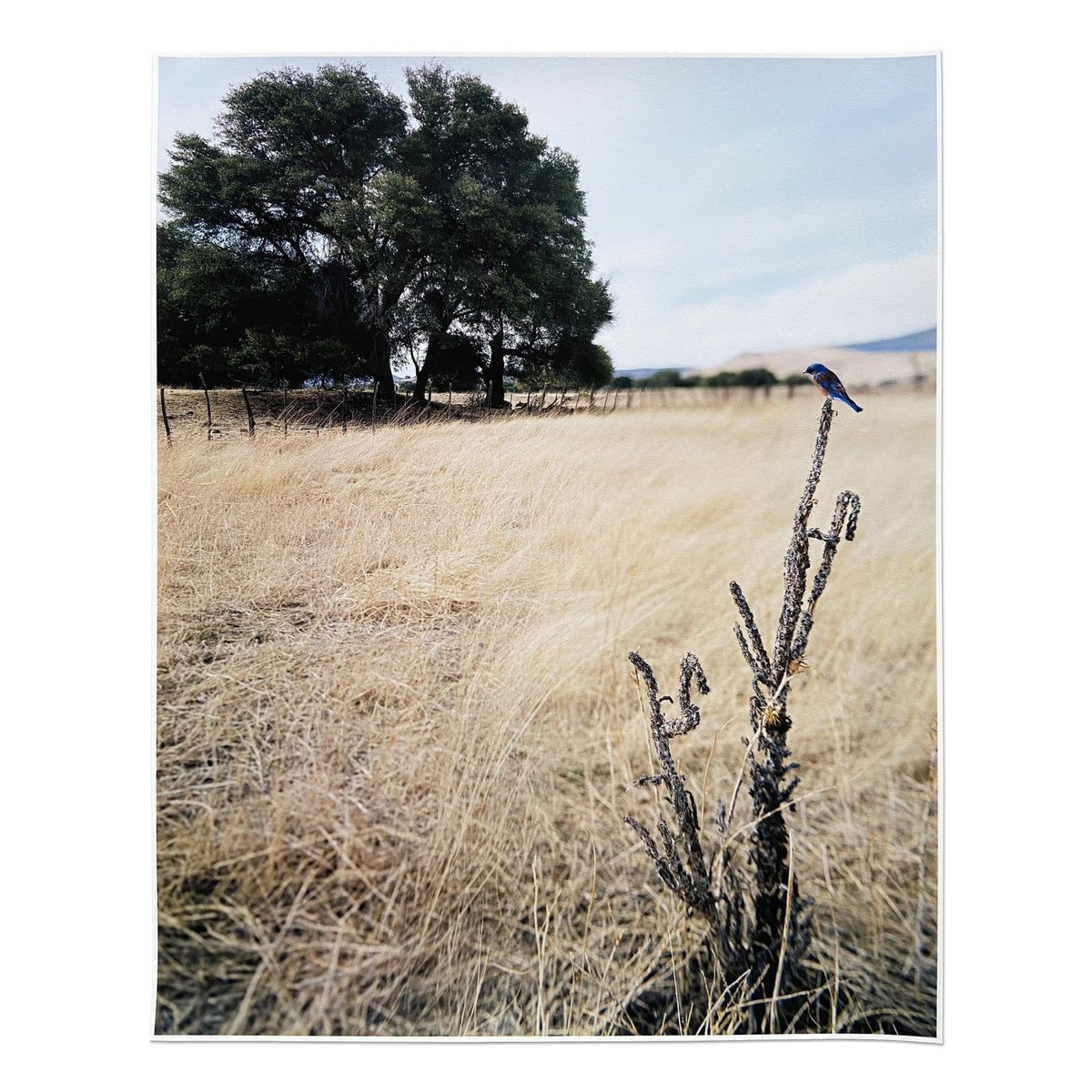 Jean-Luc Mylayne prints and editions