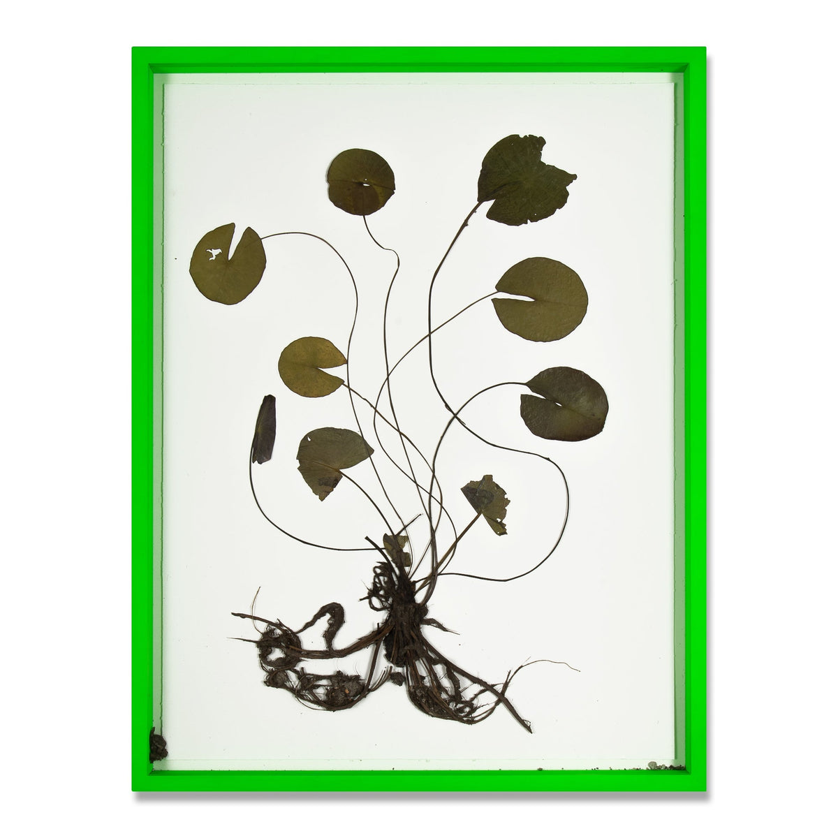 Olafur Eliasson prints and editions