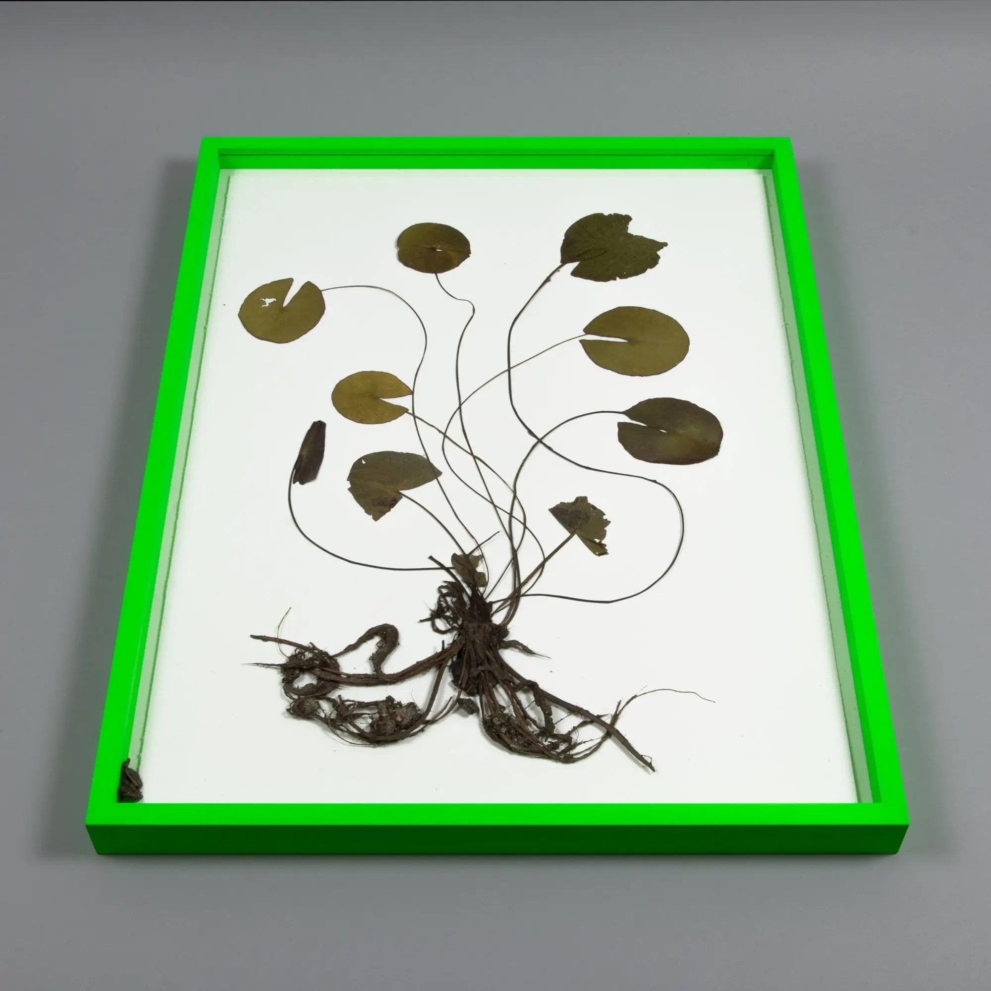 Olafur Eliasson - Herbarium