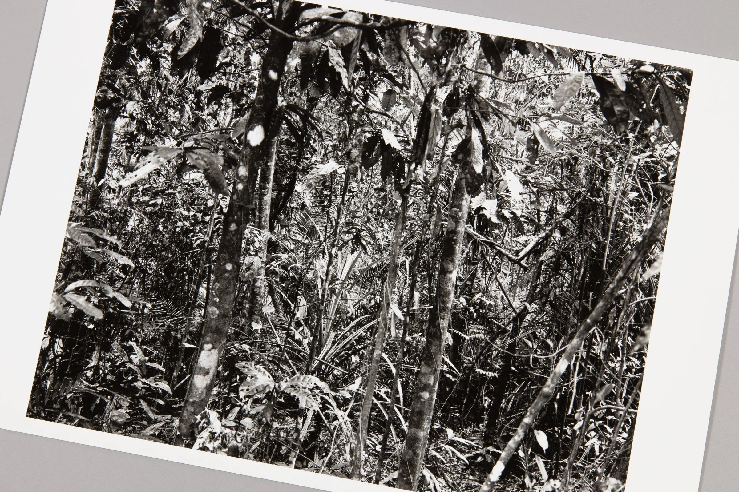 Thomas Struth - Daintree