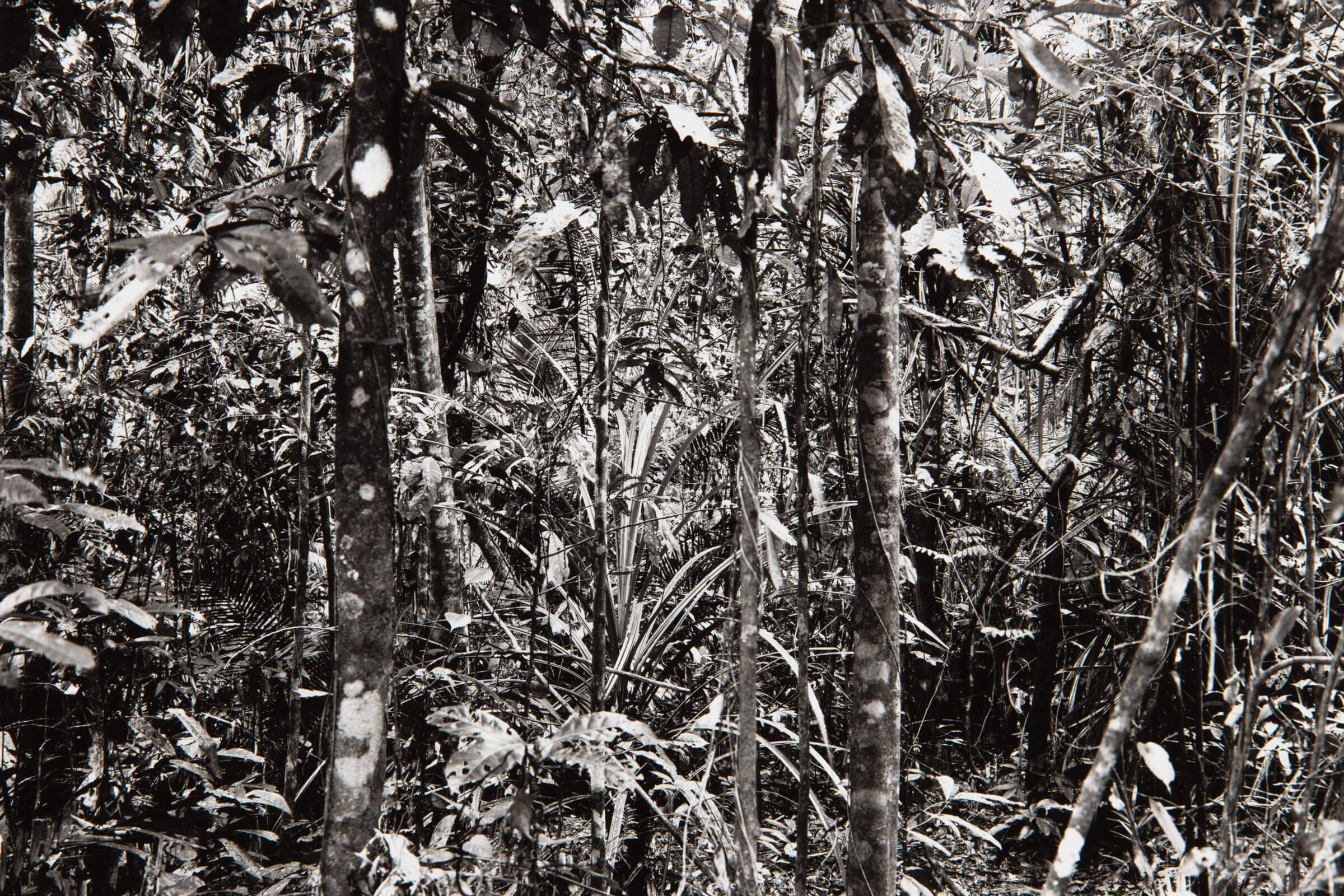 Thomas Struth - Daintree