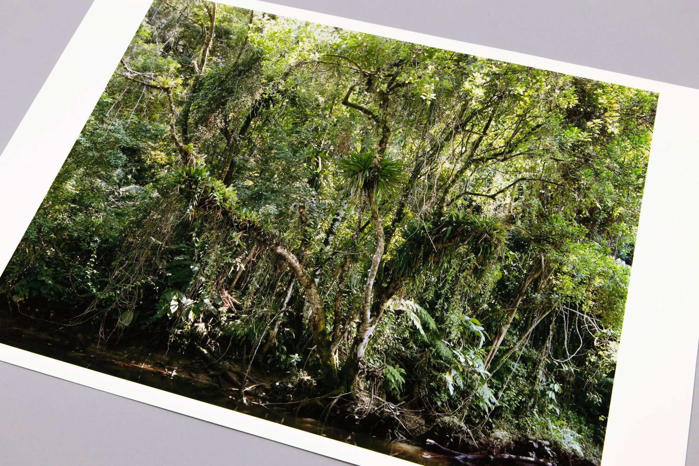 Thomas Struth - Juquehy