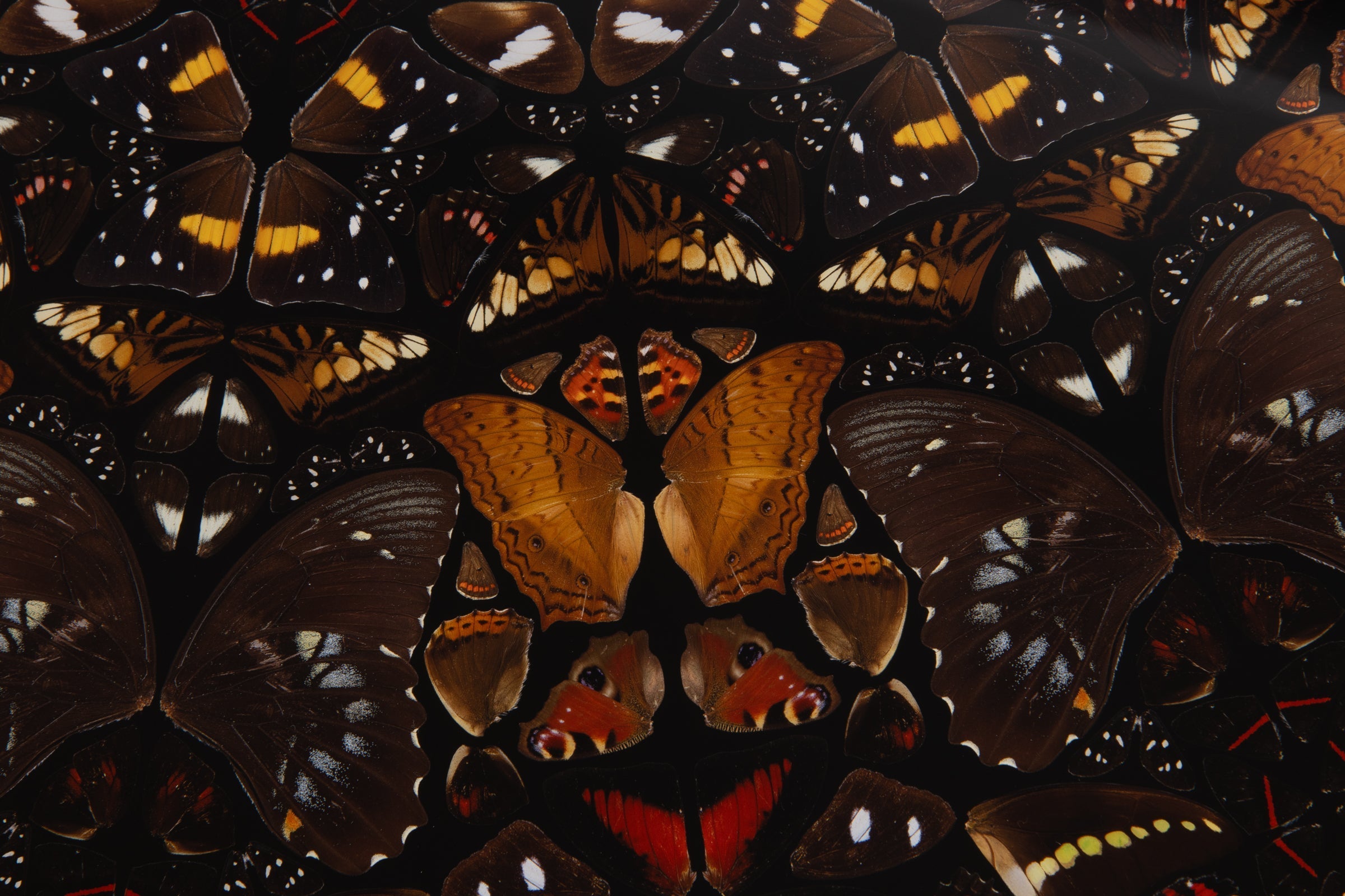 Damien Hirst - Earth (from The Elements)