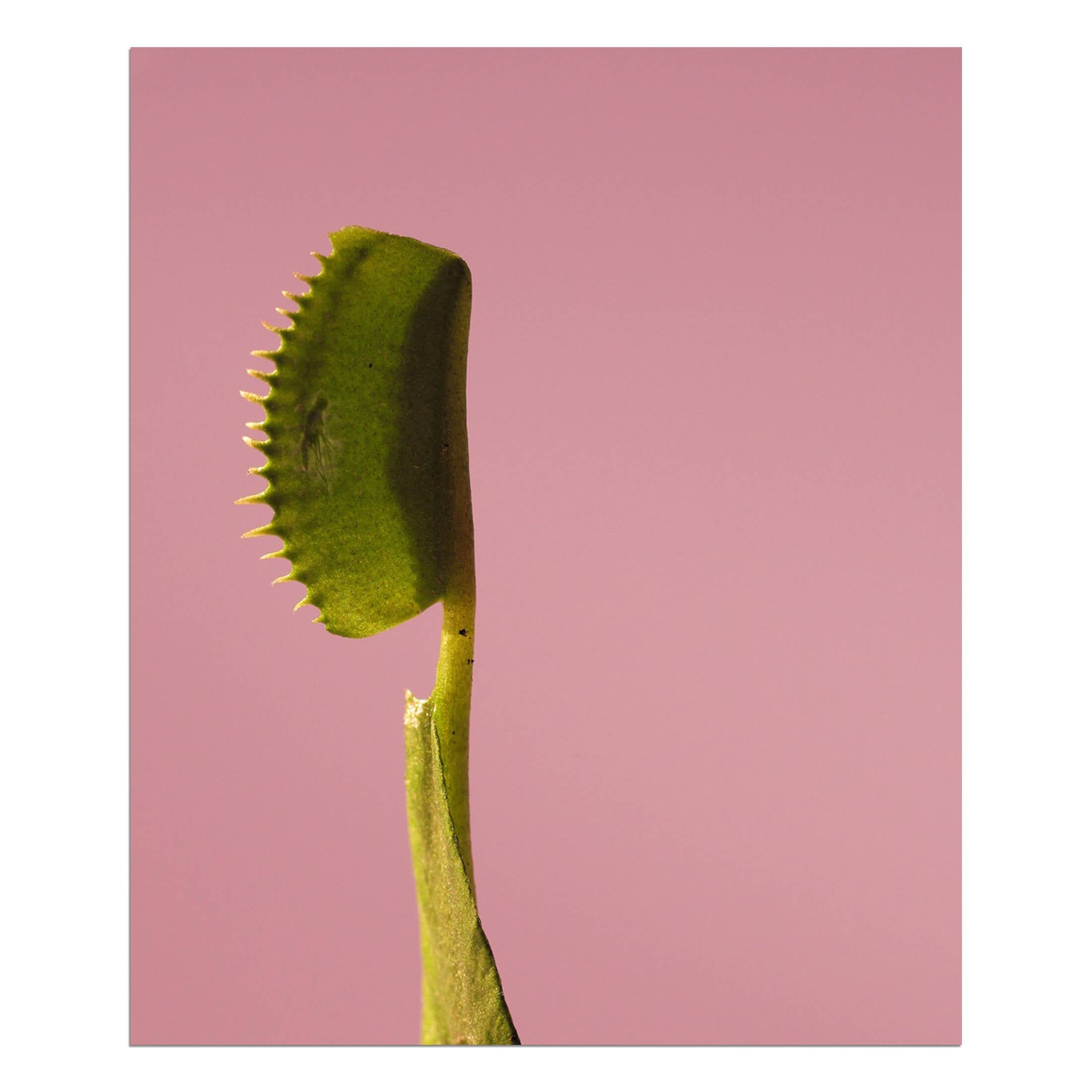 Rosemarie Trockel – Mémoires d'une mouche