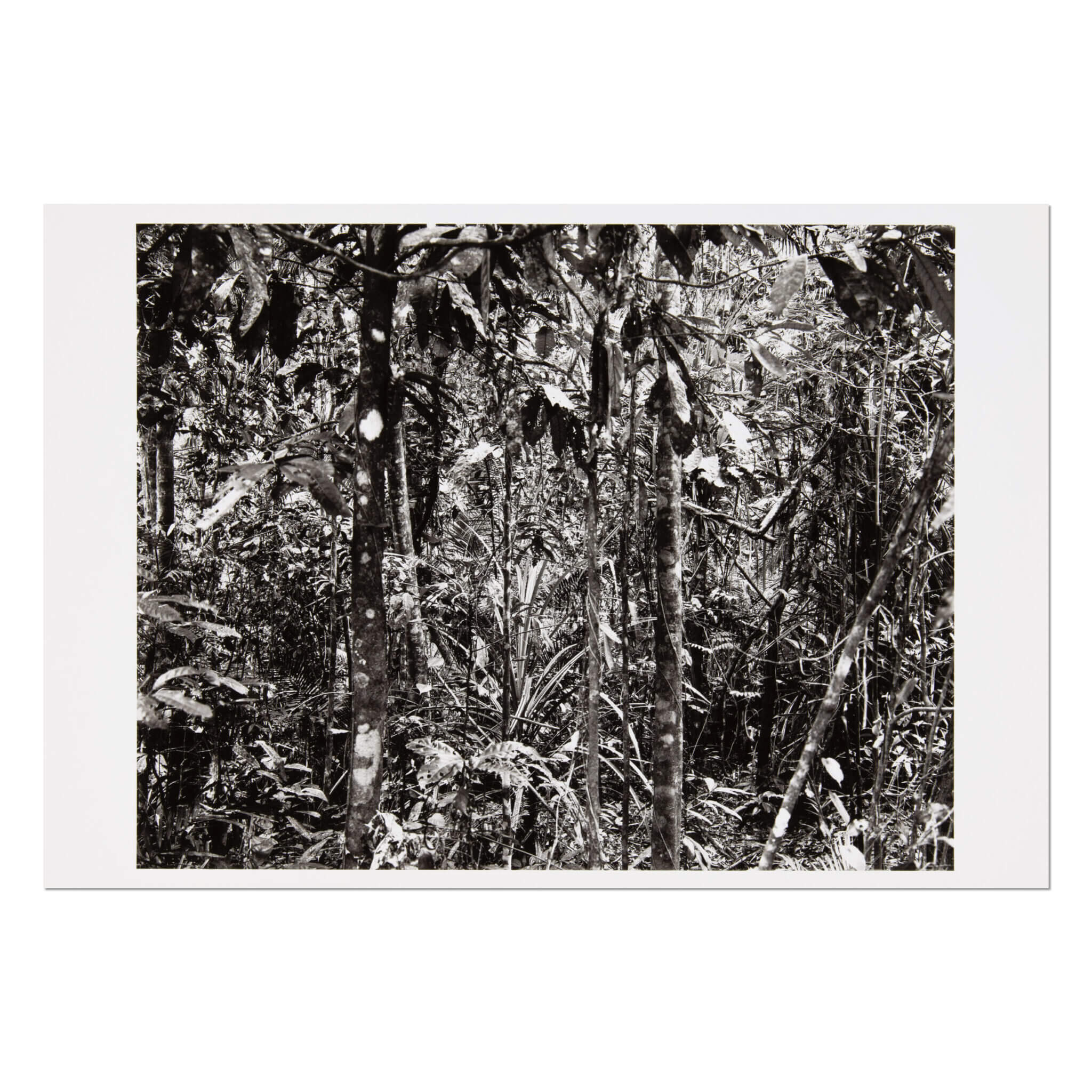 Thomas Struth – Daintree (from Paradies) | Art Editions