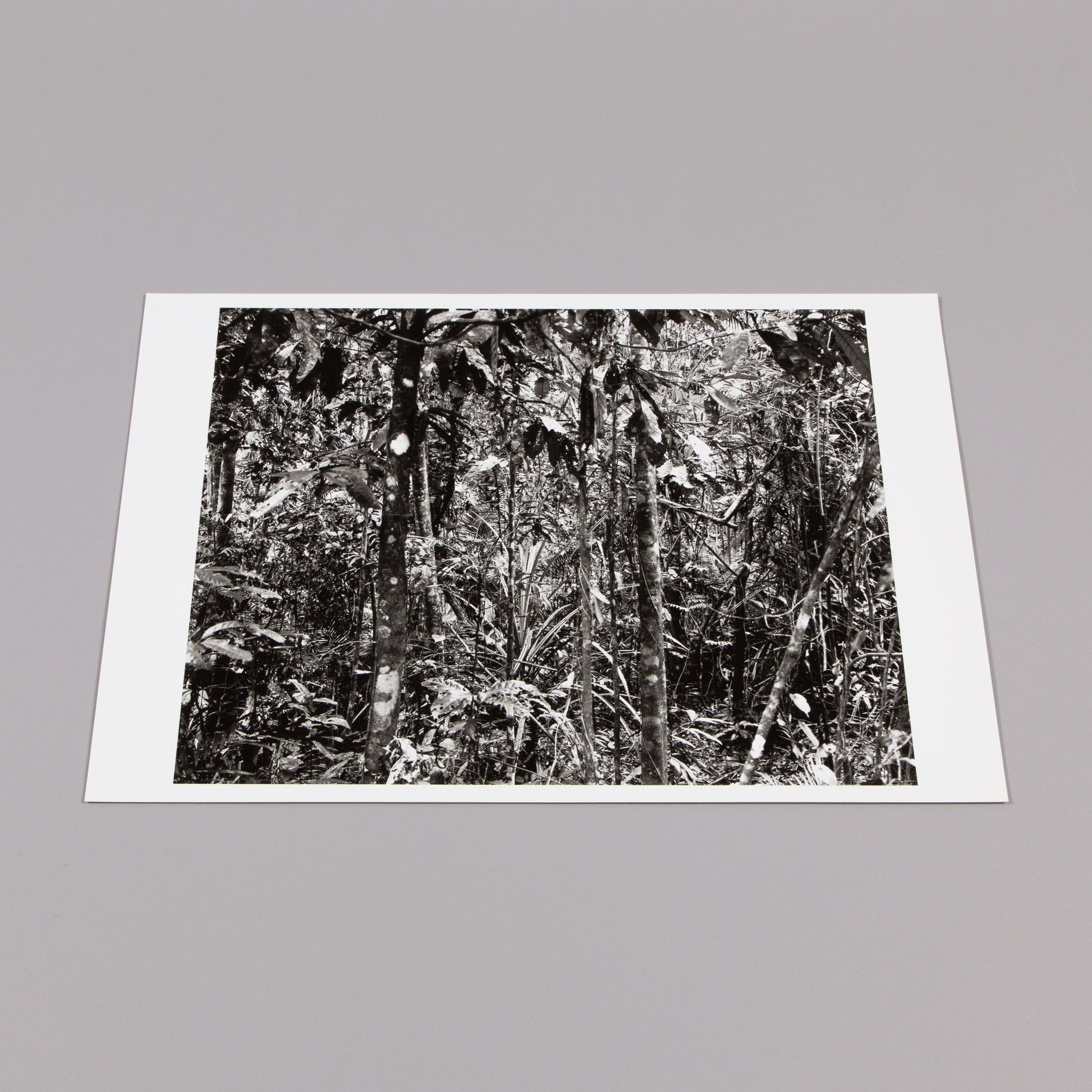 Thomas Struth - Daintree