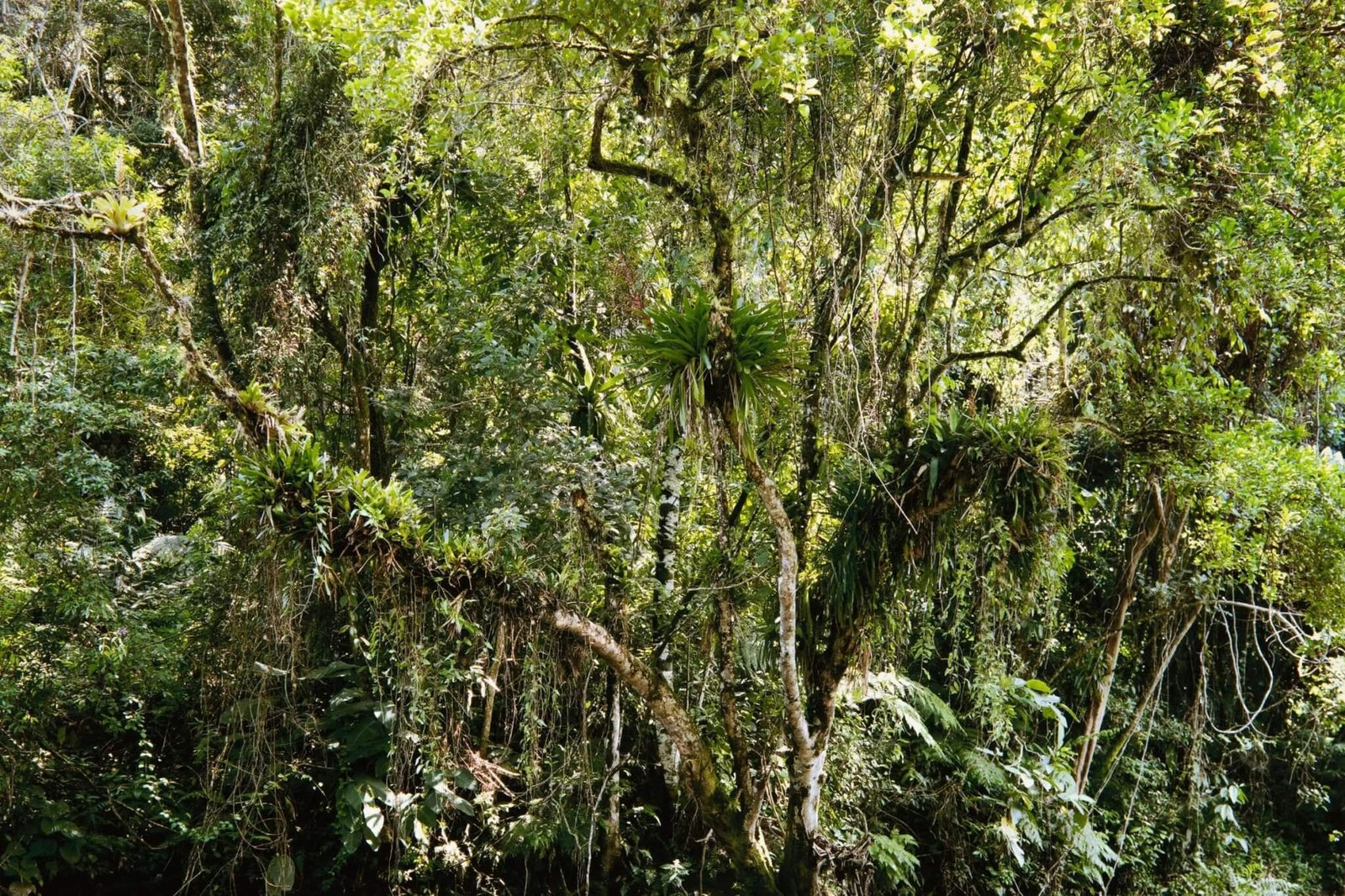 Thomas Struth - Juquehy