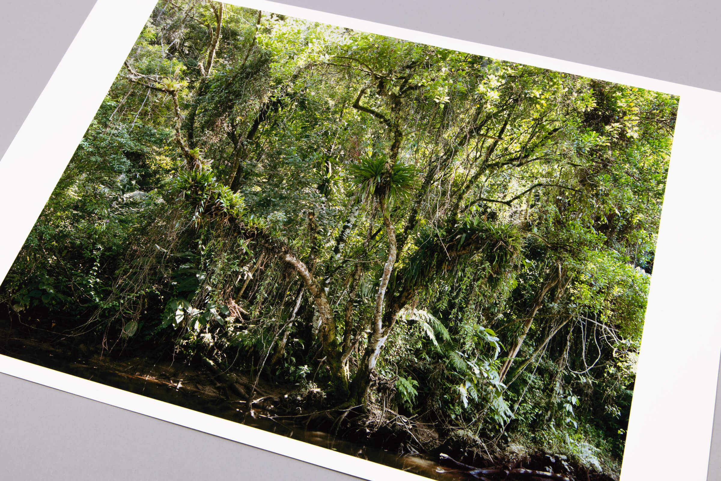 Thomas Struth - Juquehy