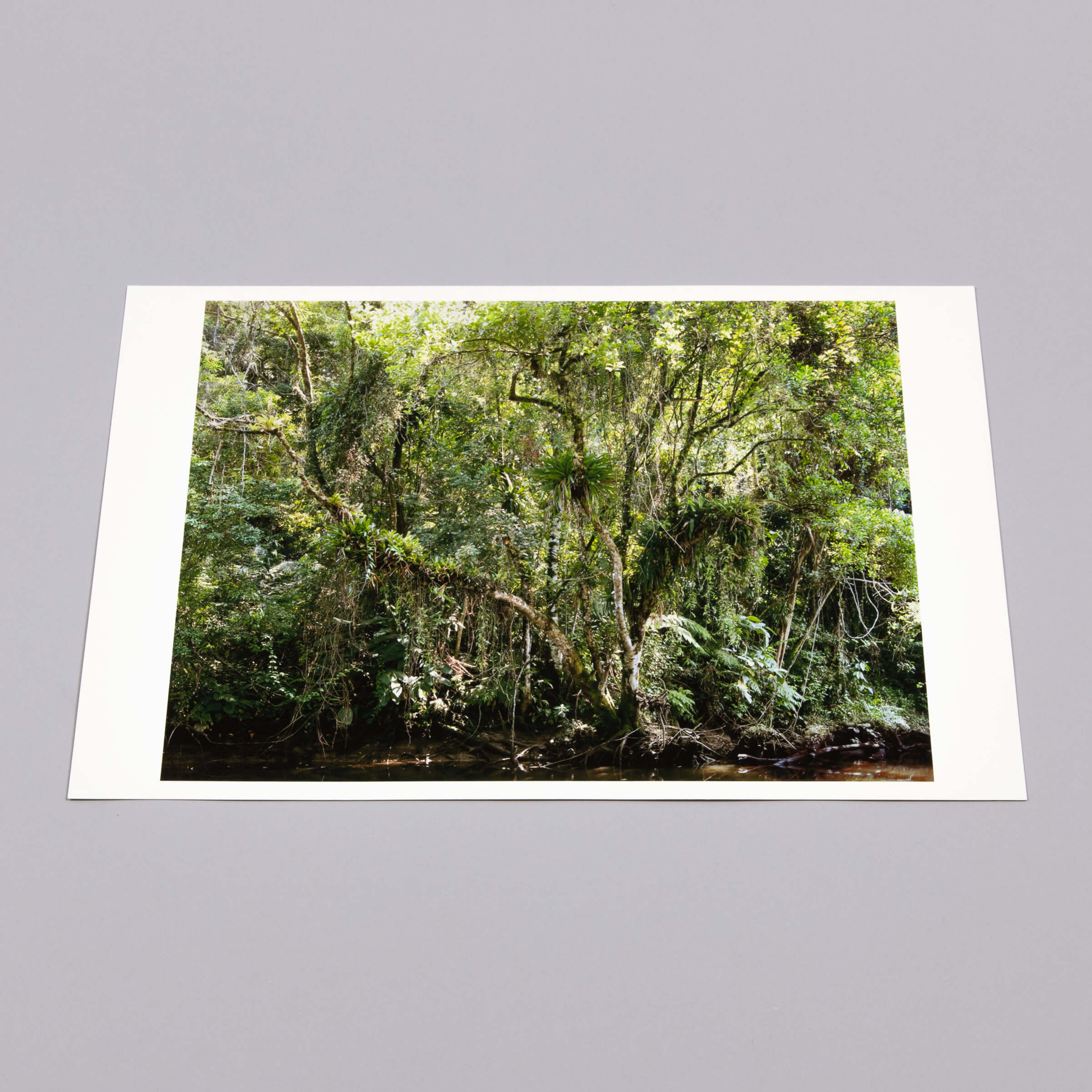 Thomas Struth - Juquehy