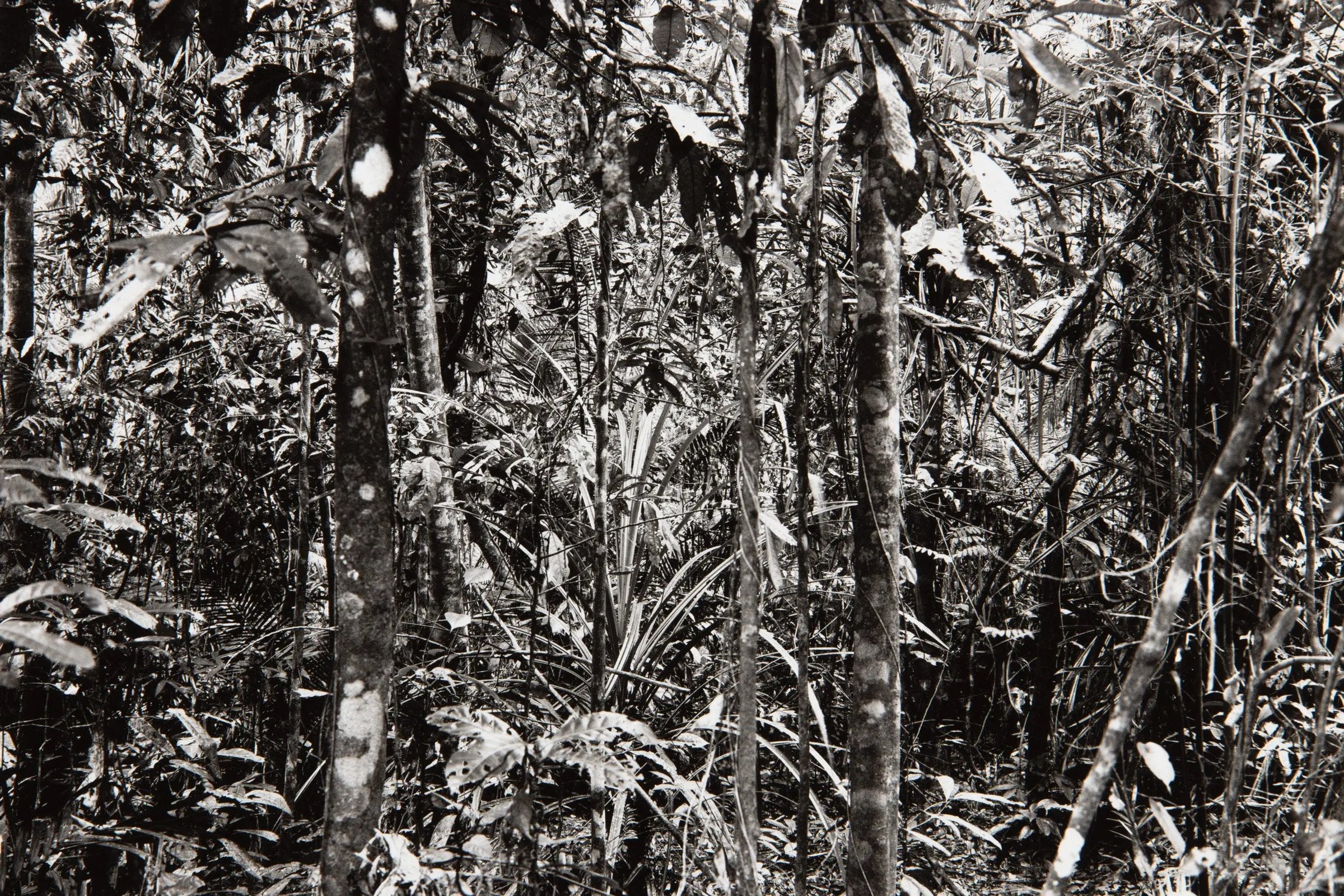 Thomas Struth - Daintree