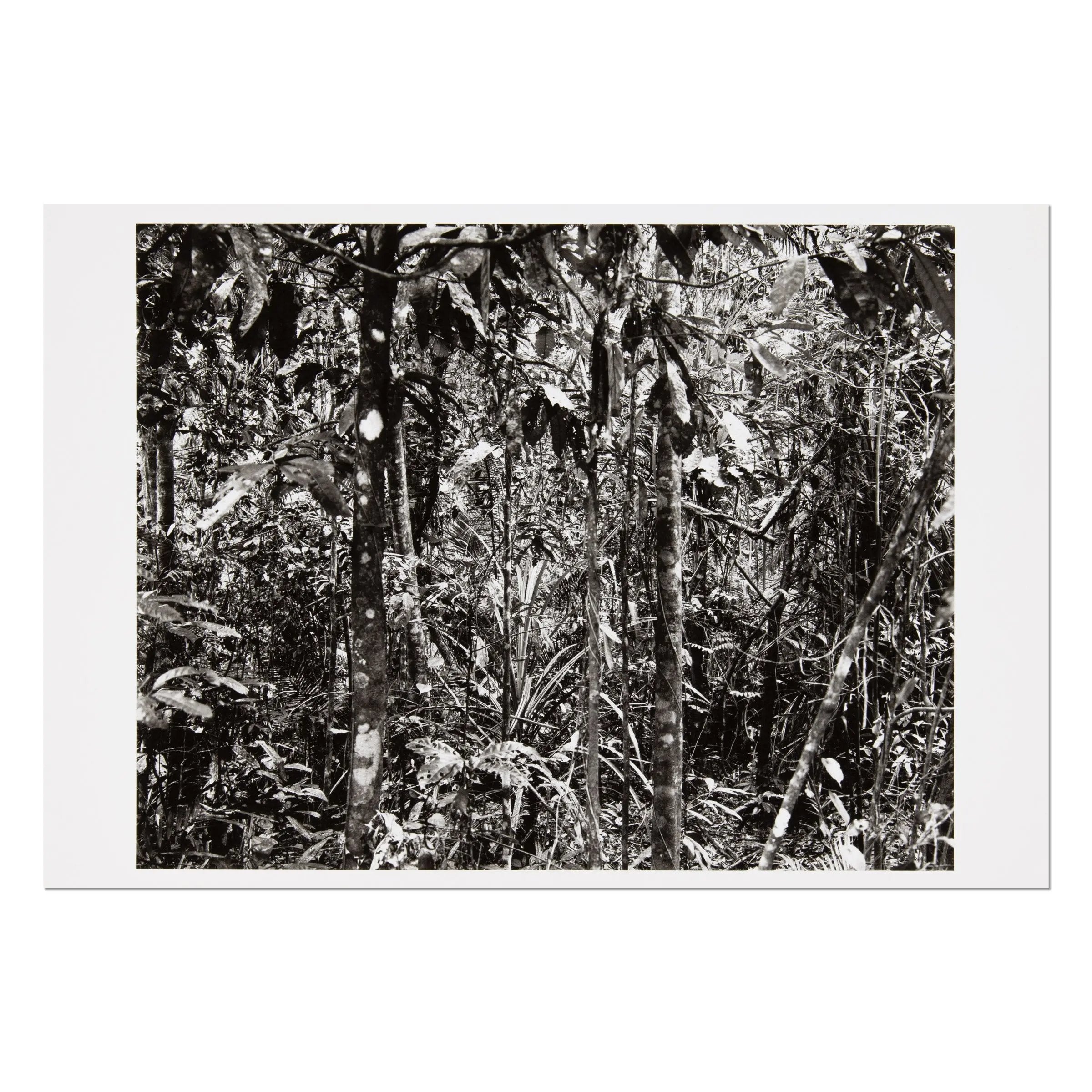 Thomas Struth - Daintree