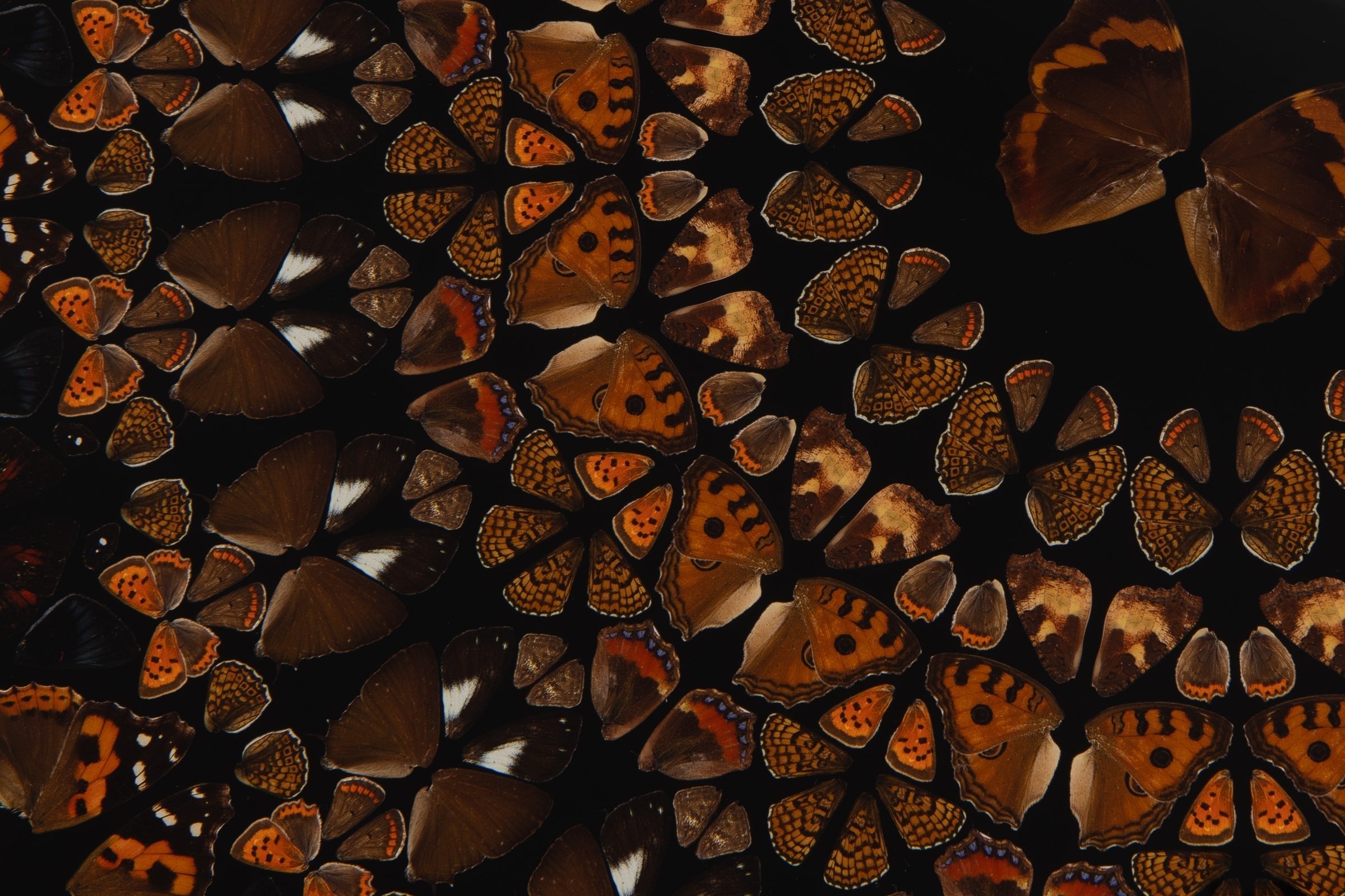 Damien Hirst - Earth (from The Elements)