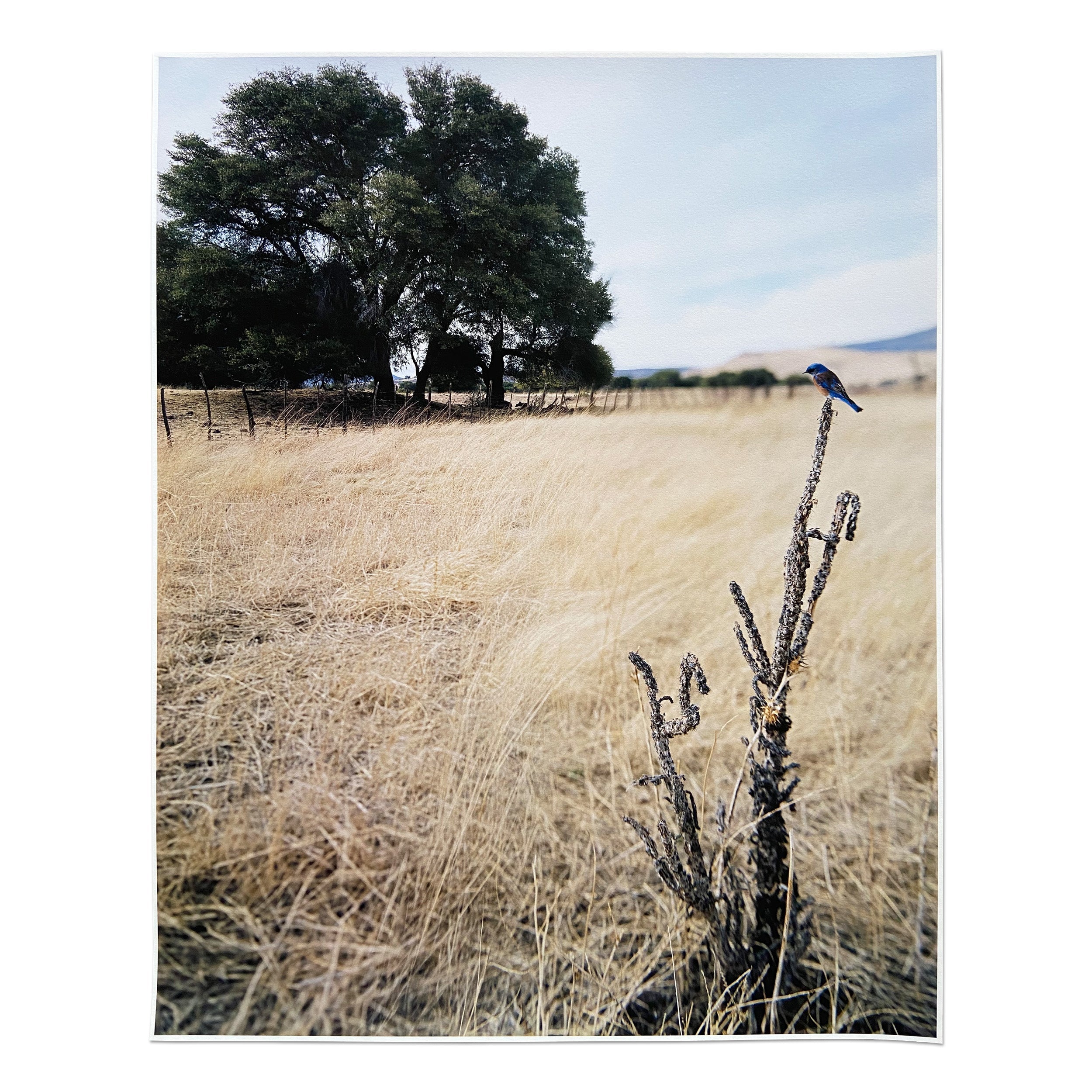 Jean-Luc Mylayne - N°476, Décembre 2006 – Mars 2007