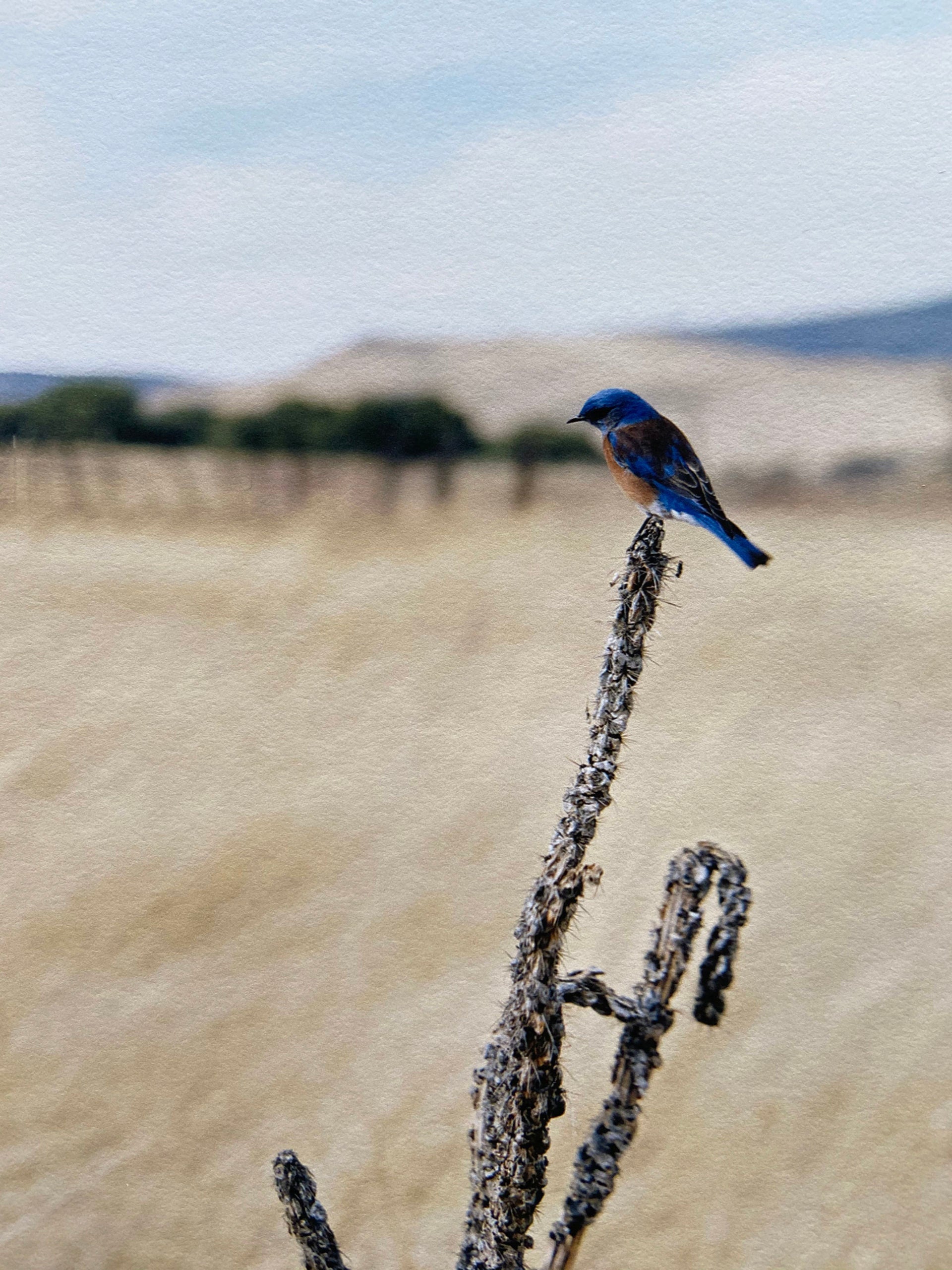 Jean-Luc Mylayne - N°476, Décembre 2006 – Mars 2007