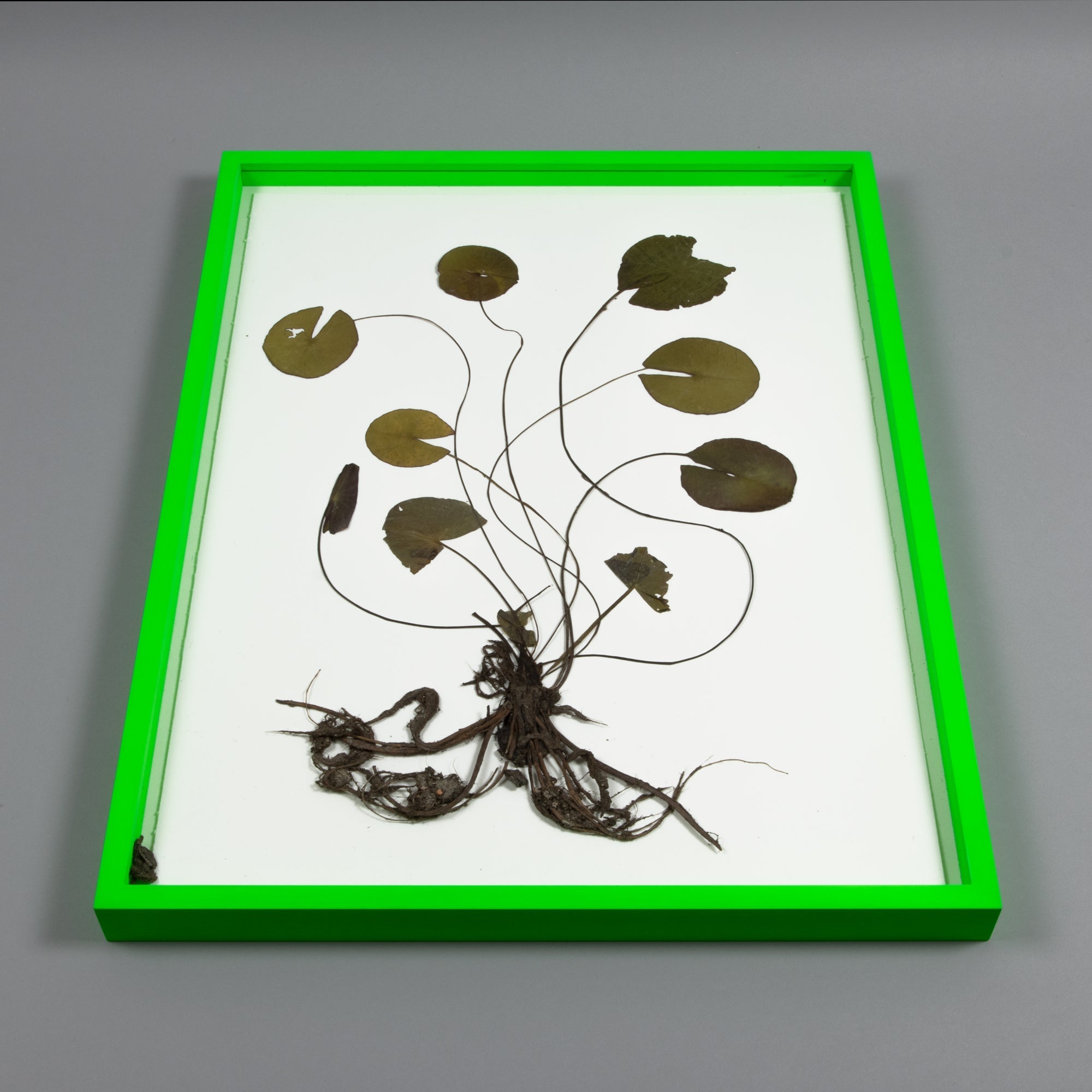 Olafur Eliasson - Herbarium