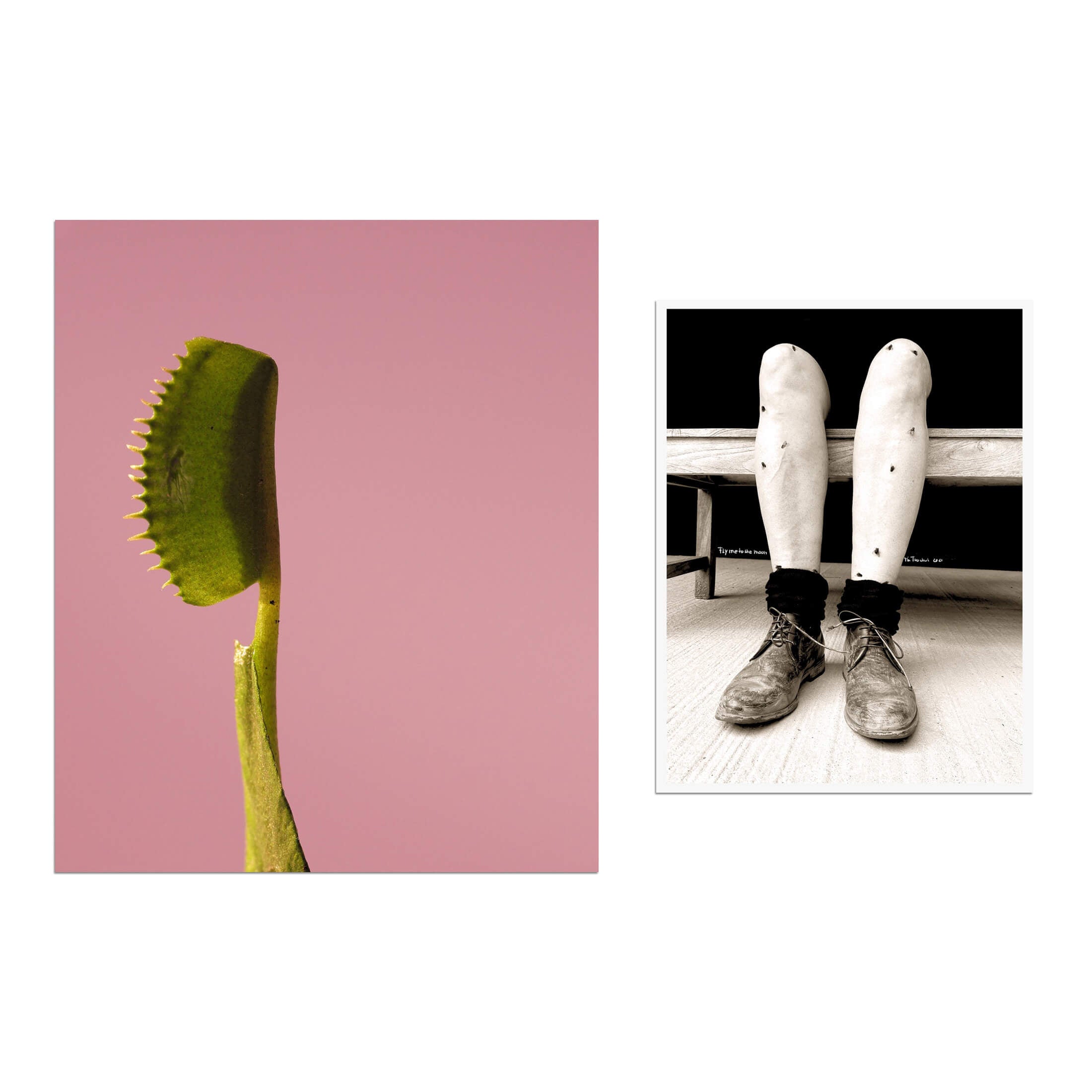 Rosemarie Trockel – Mémoires d'une mouche