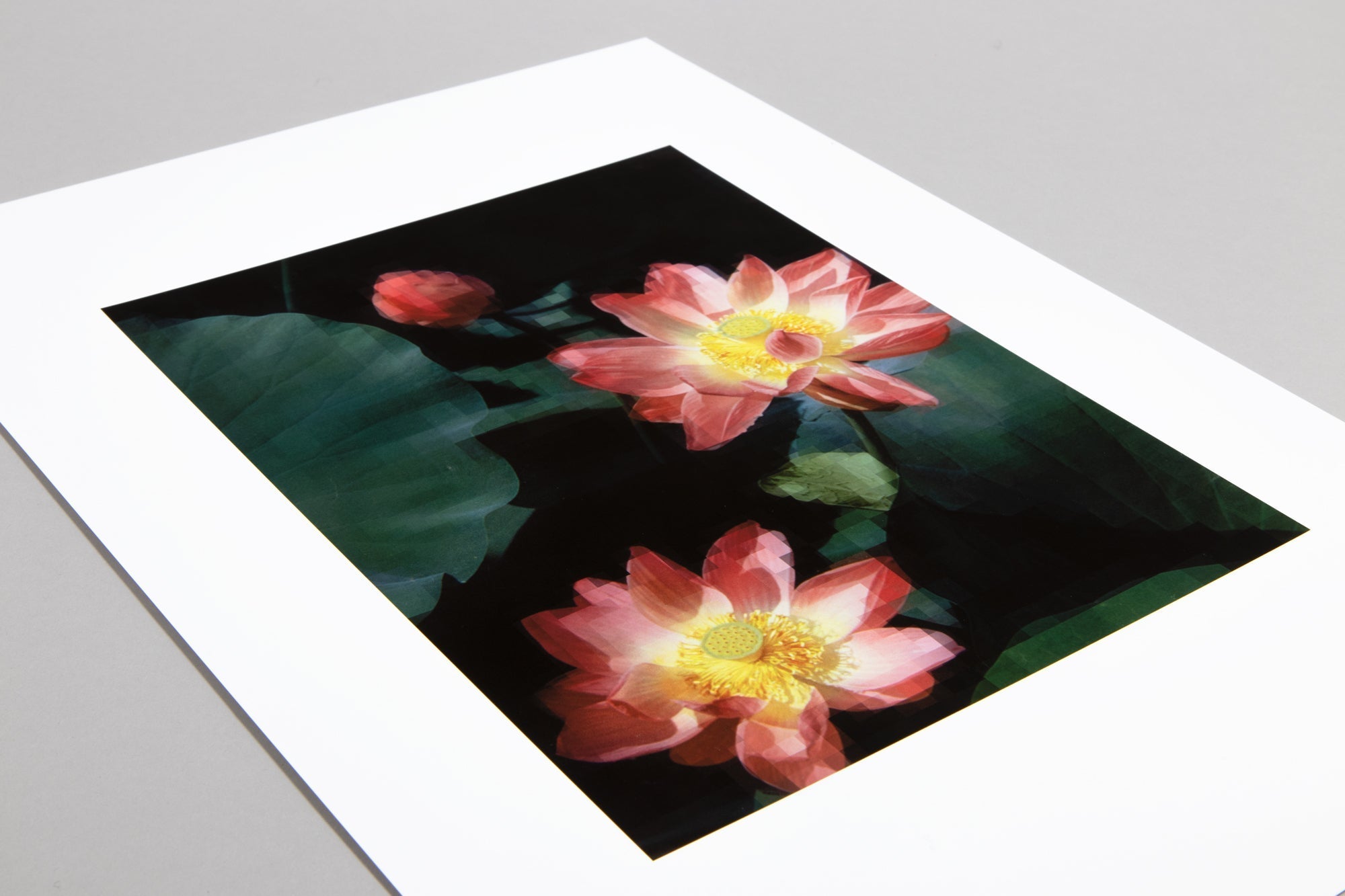 (サイン入)Thomas Ruff Thomas Ruff – Seerose | Art Editions