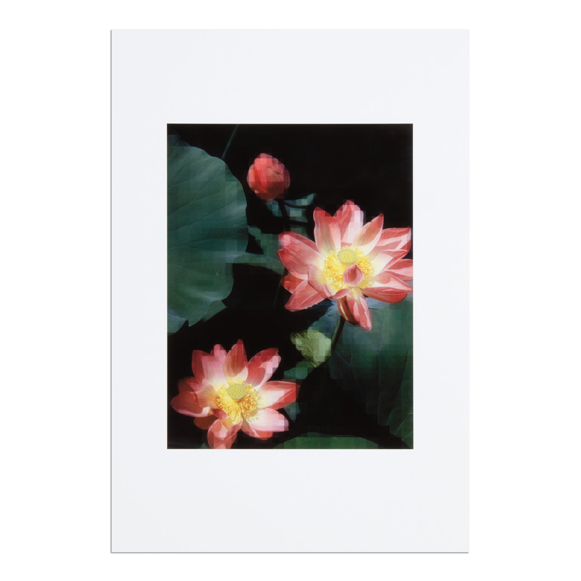 Thomas Ruff - Seerose