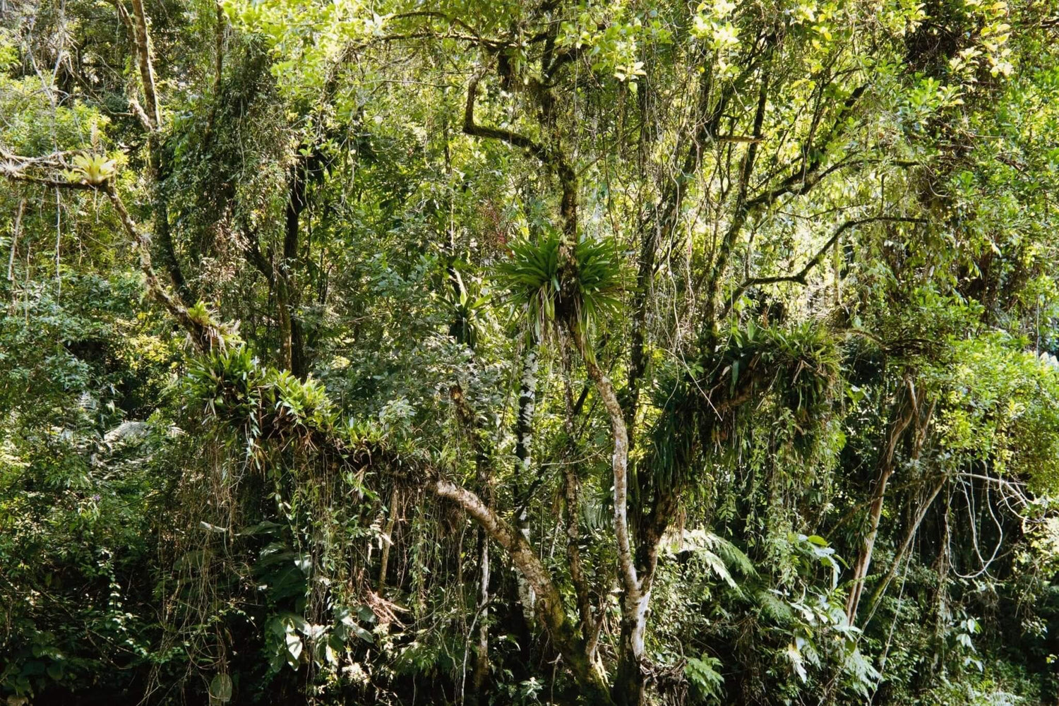 Thomas Struth - Juquehy