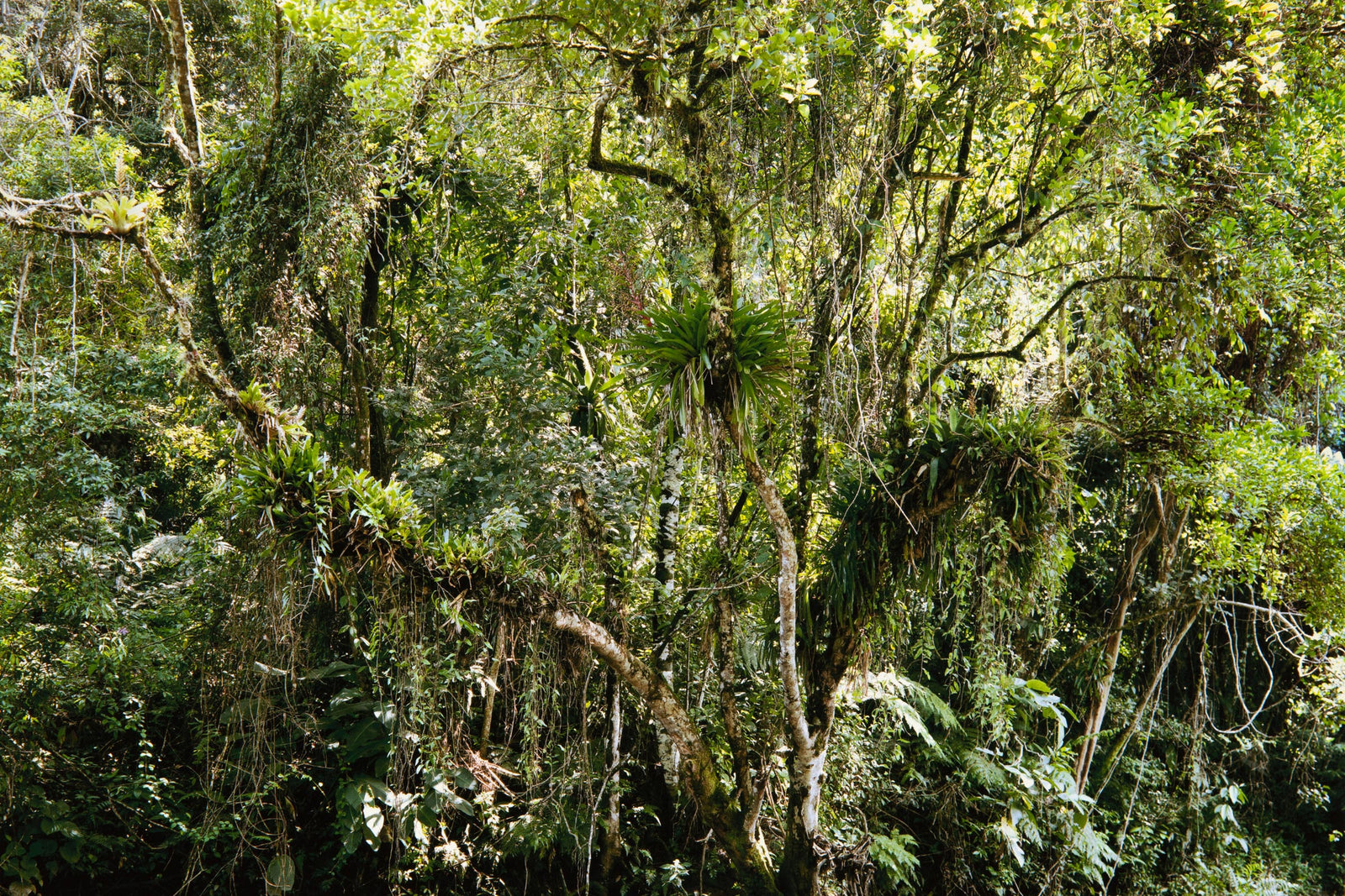 Thomas Struth - Juquehy