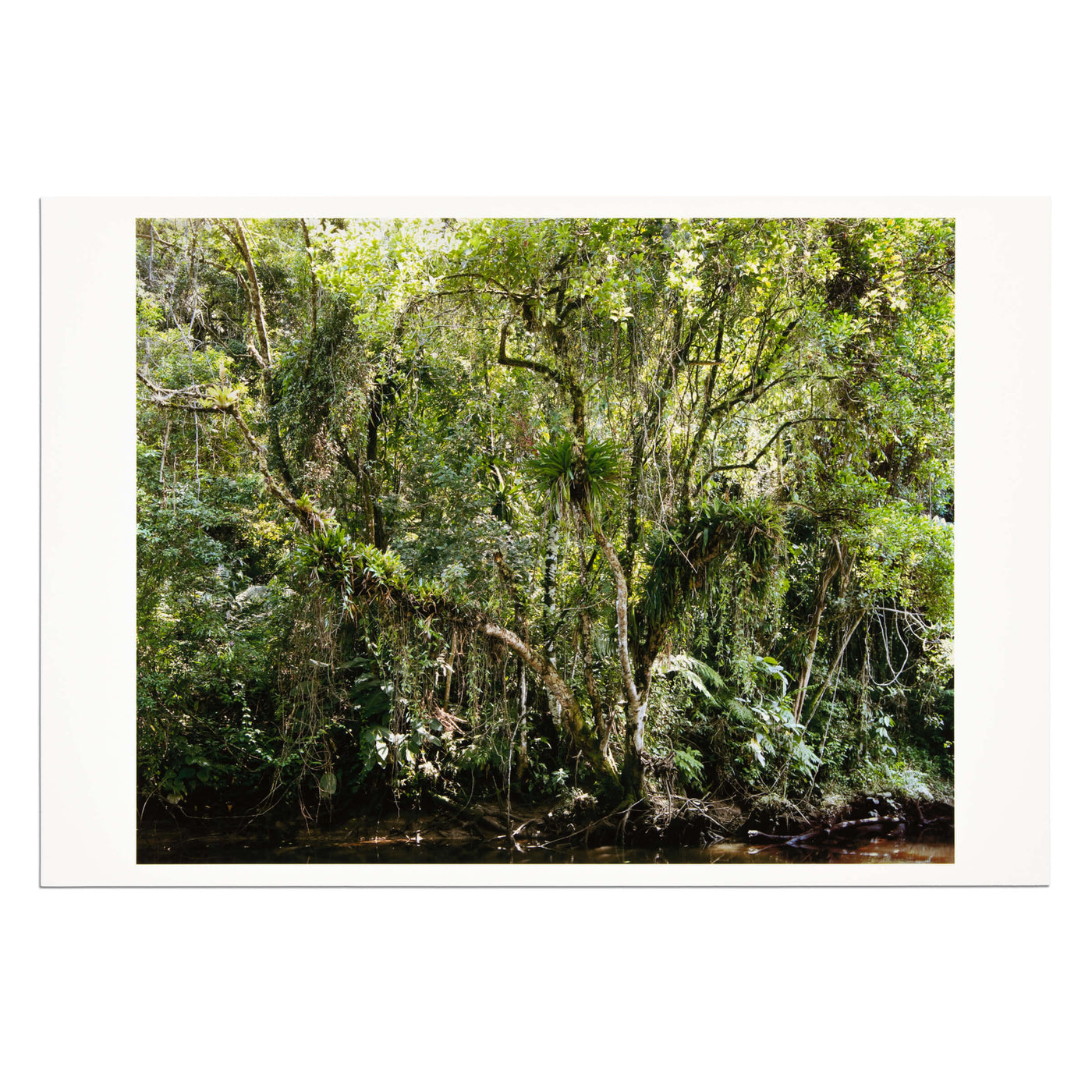 Thomas Struth - Juquehy