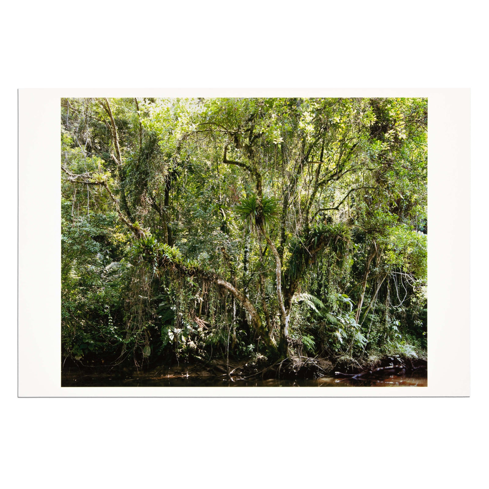 Thomas Struth - Juquehy