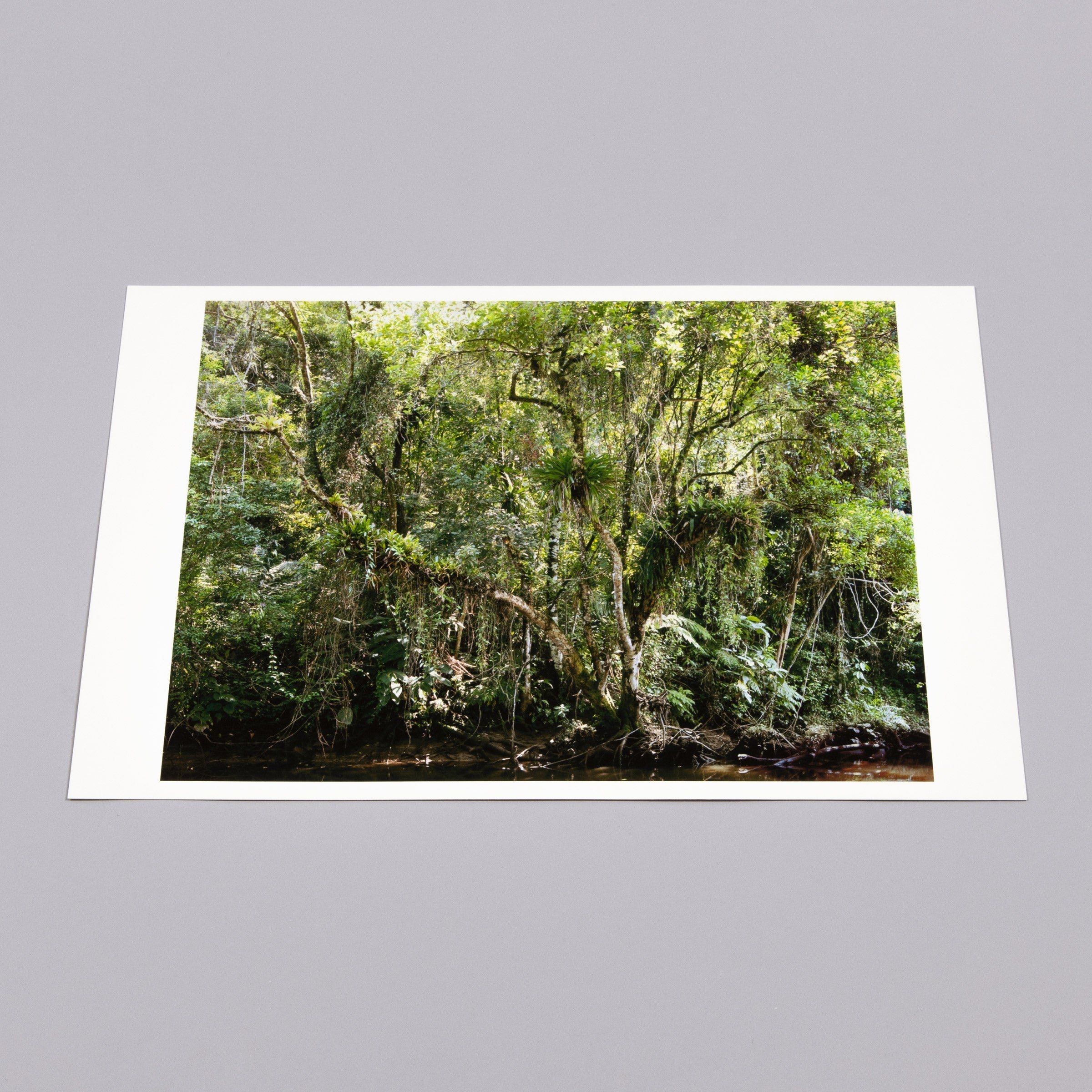 Thomas Struth - Juquehy