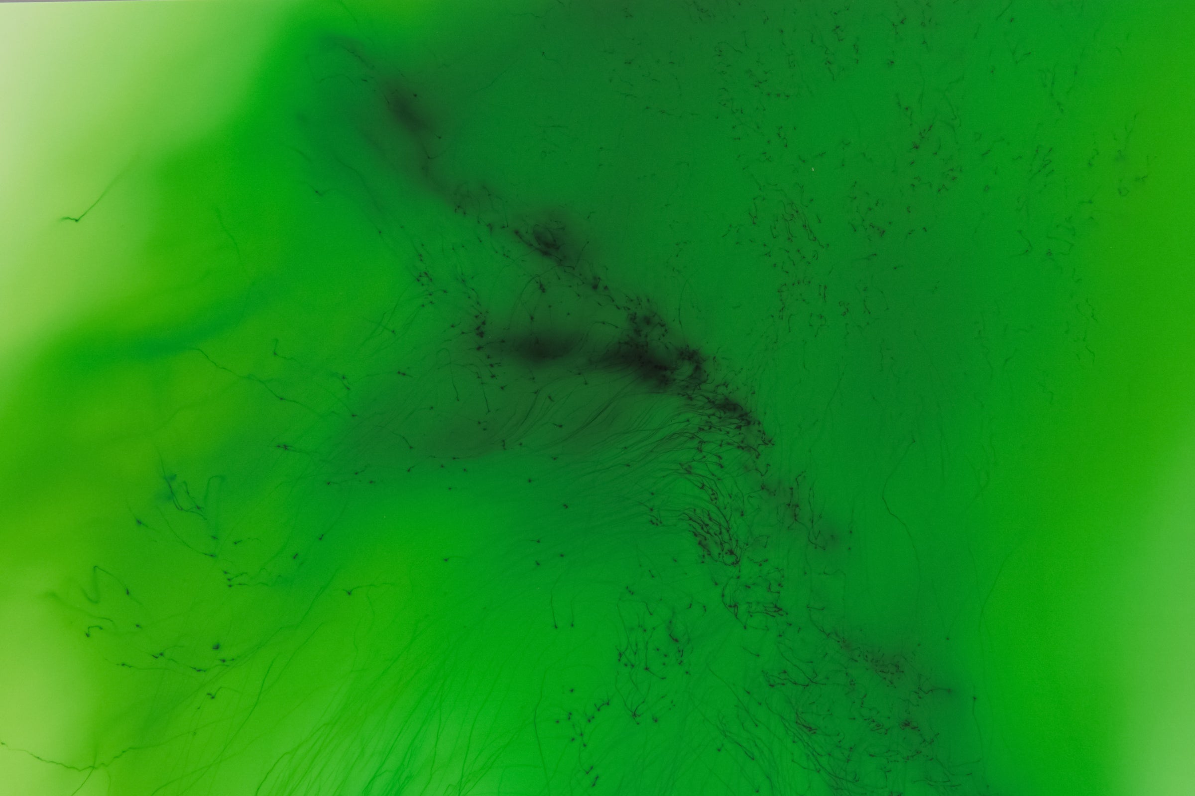 Wolfgang Tillmans - Freischwimmer TfL | Signed Edition