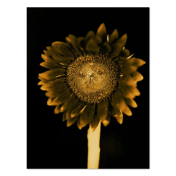 Chuck Close, Sunflower