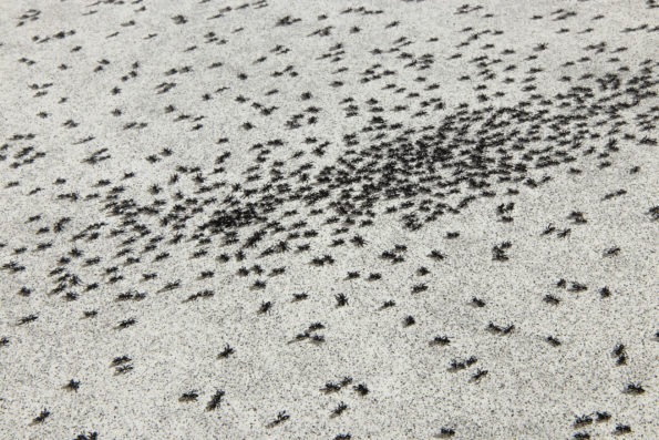 Ed Ruscha, Insect Slant (Ants)