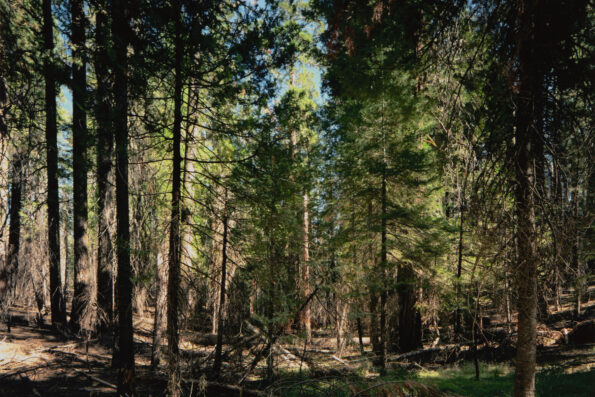 Thomas Struth, Yosemite National Park