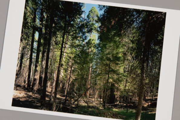 Thomas Struth, Yosemite National Park